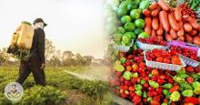 Pesticides sur fruits et légumes : De la nécessité d’une stratégie de sensibilisation de toute la filière en zone CEMAC